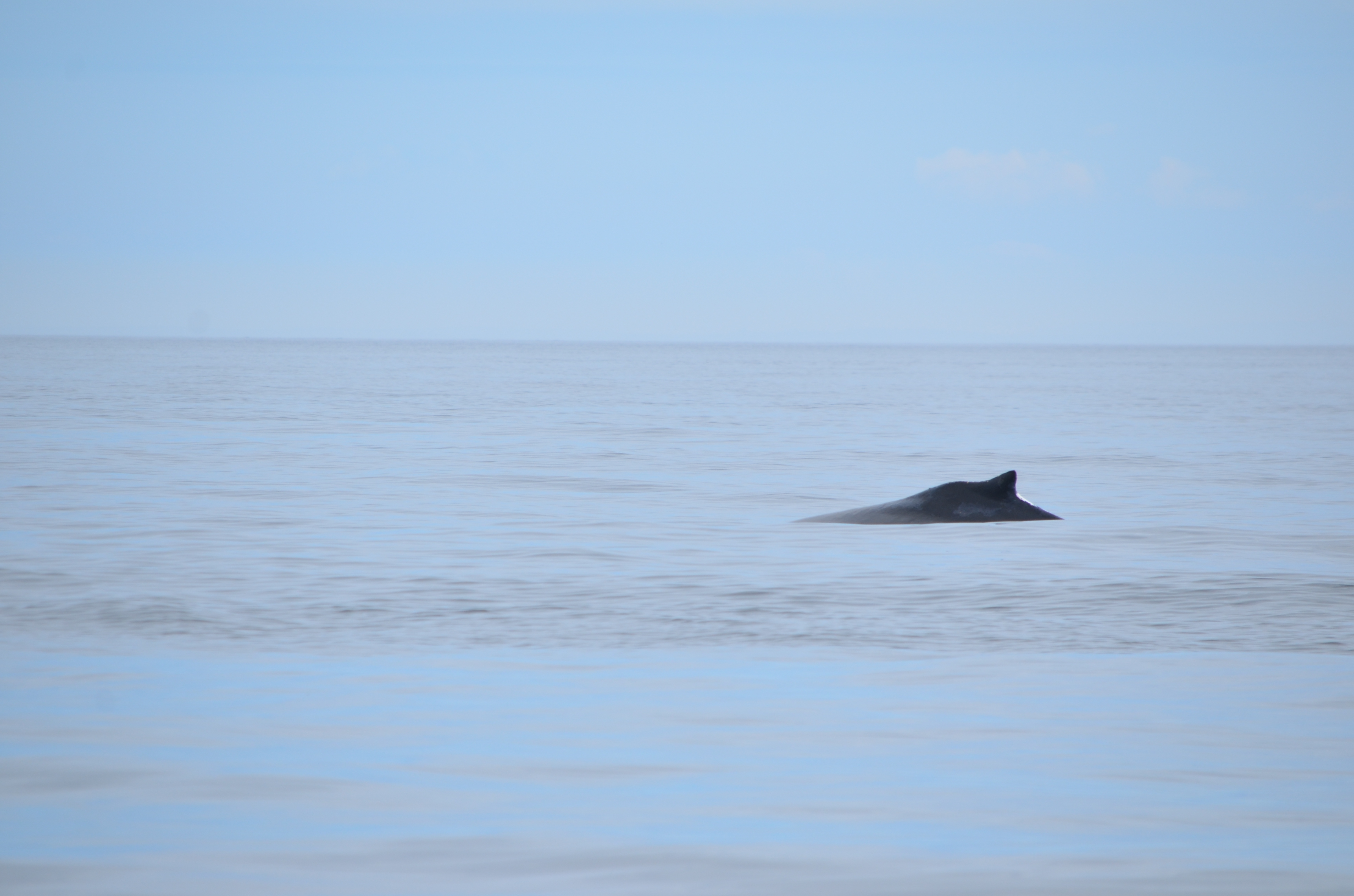 photos/wildlife/Mammal_Species/Humpback Whale/DSC_0095.JPG